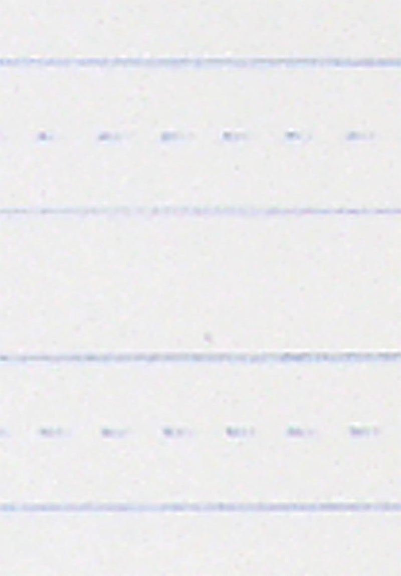 School Smart -85353 Skip-A-Line Ruled Writing Paper, 3/8 Inch Ruled Short Way, 8 x 10-1/2 Inches, White, Pack of 500 - Image 2